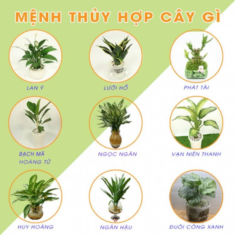 Mệnh Thủy trồng cây gì để bình an, may mắn và phát tài?